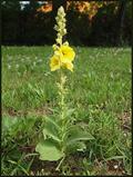 Mullein
